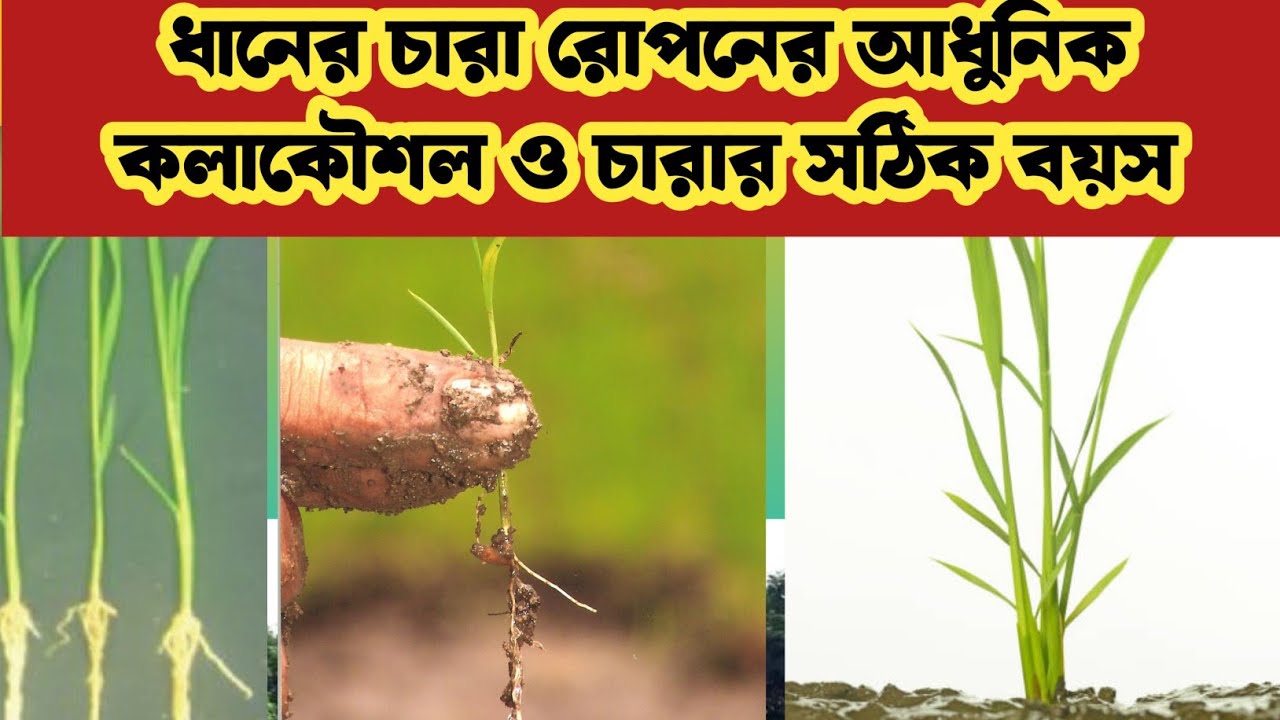সঠিকভাবে ধানের চারা রোপনের আধুনিক কলাকৌশল। Modern techniques for planting rice seedlings correctly.