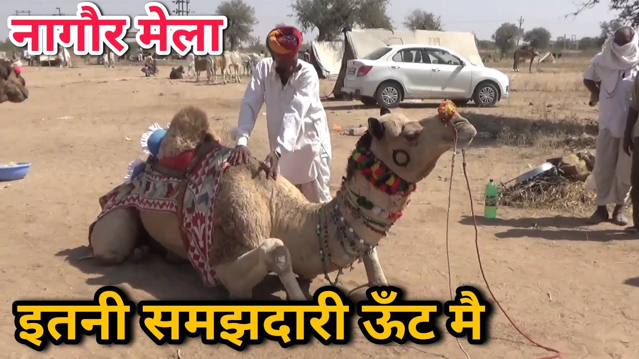 नागौर मेले मे बादलियो और काजलियो का कमाल | नागौर पशु मेला | Camel dance