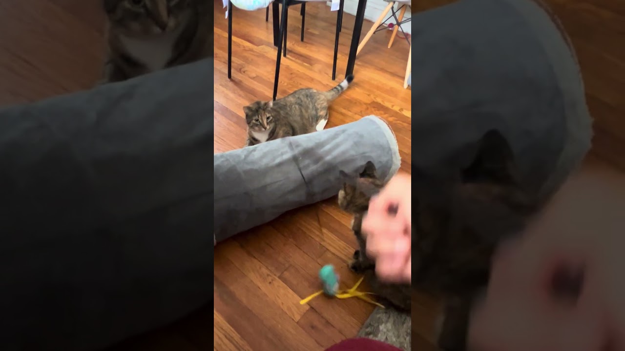 Playing Session