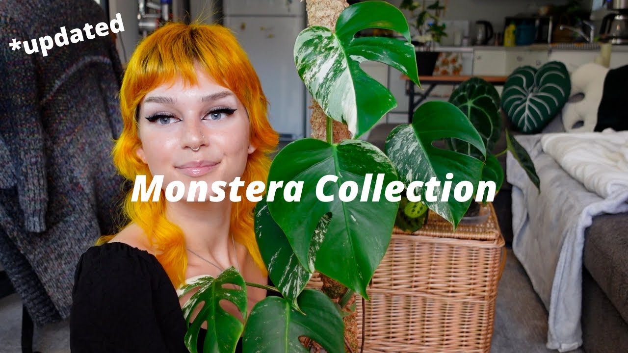 My Monstera Collection | 2021