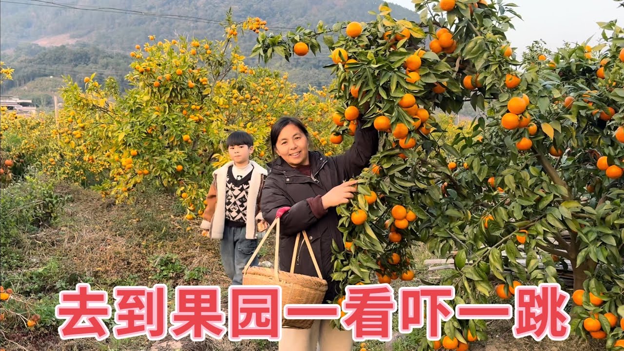 山里橘子大丰收，小放和阿芳去帮助老人卖橘子，走去果园一看吓一跳，长成这样该怎么卖？