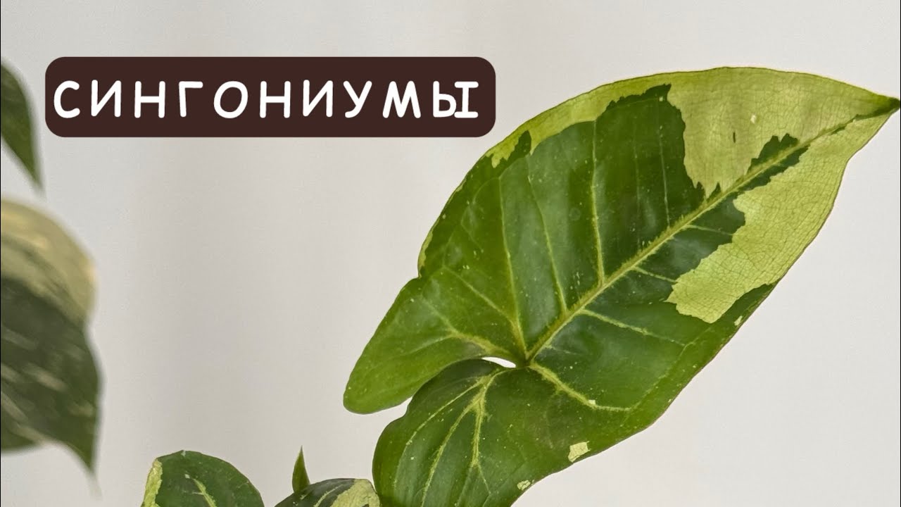 Сингониумы. Обзор наличия