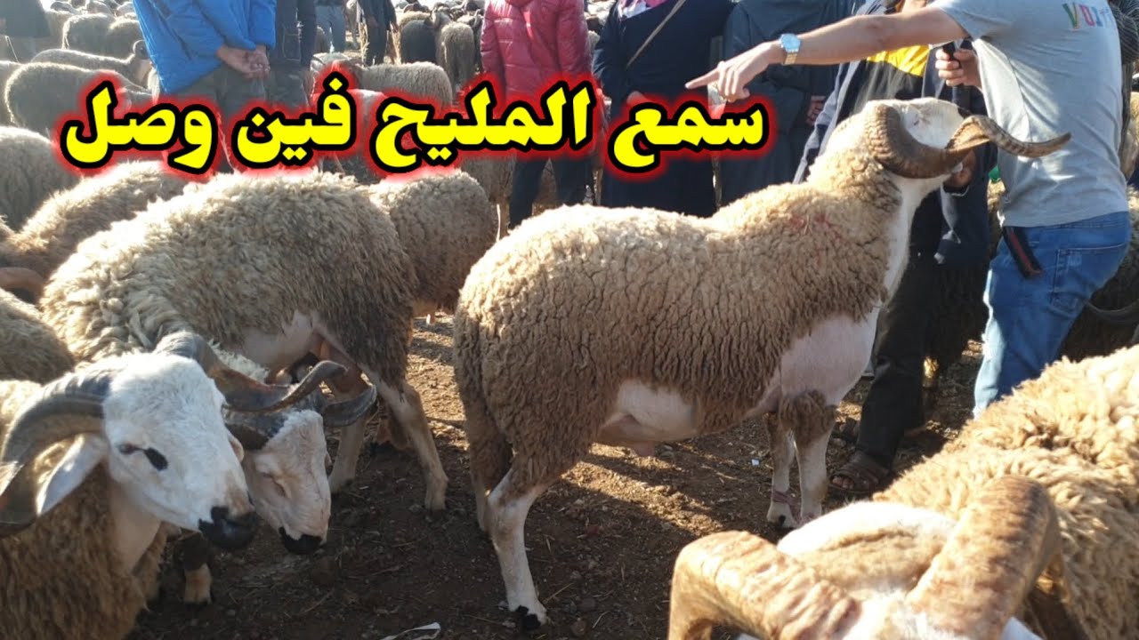 دخول تسمع ثمن الحولي فين وصل من سوق السبت الزينات نواحي طنجة