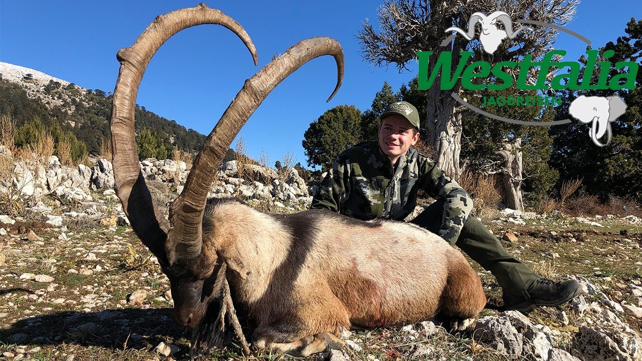 Bezoar Steinbockjagd in der T&uuml;rkei