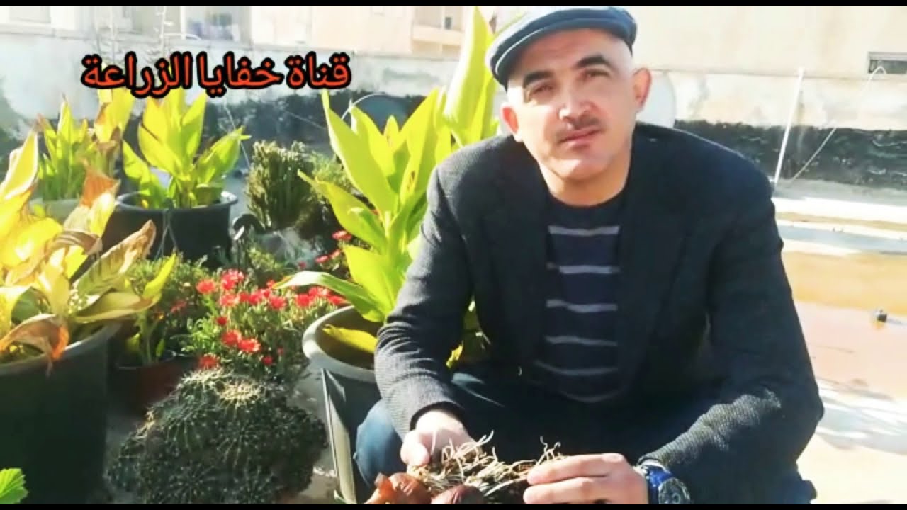 #اسهل طريقة لزراعة النرجس Narcissus#