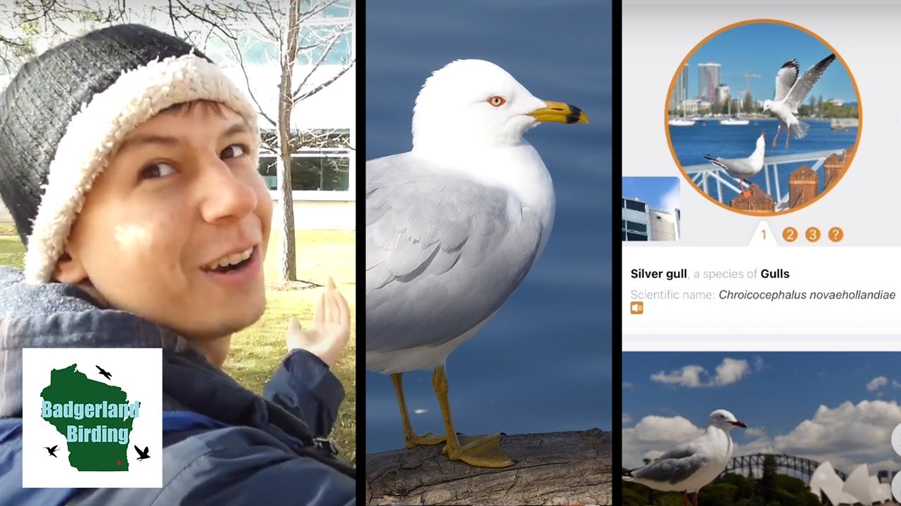 Do Bird Photo ID Apps Work? We Test 4 of Them