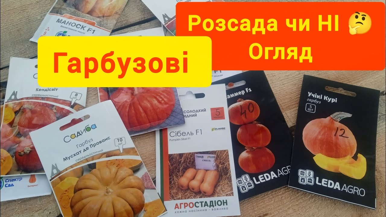 Гарбузові,розсадою чи прямий висів.