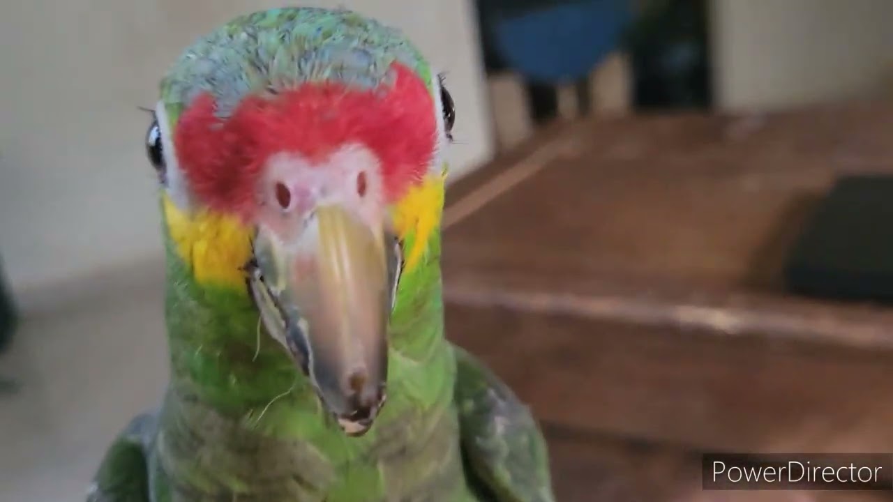 Introducing my crazy red lored amazon, WAPIS!