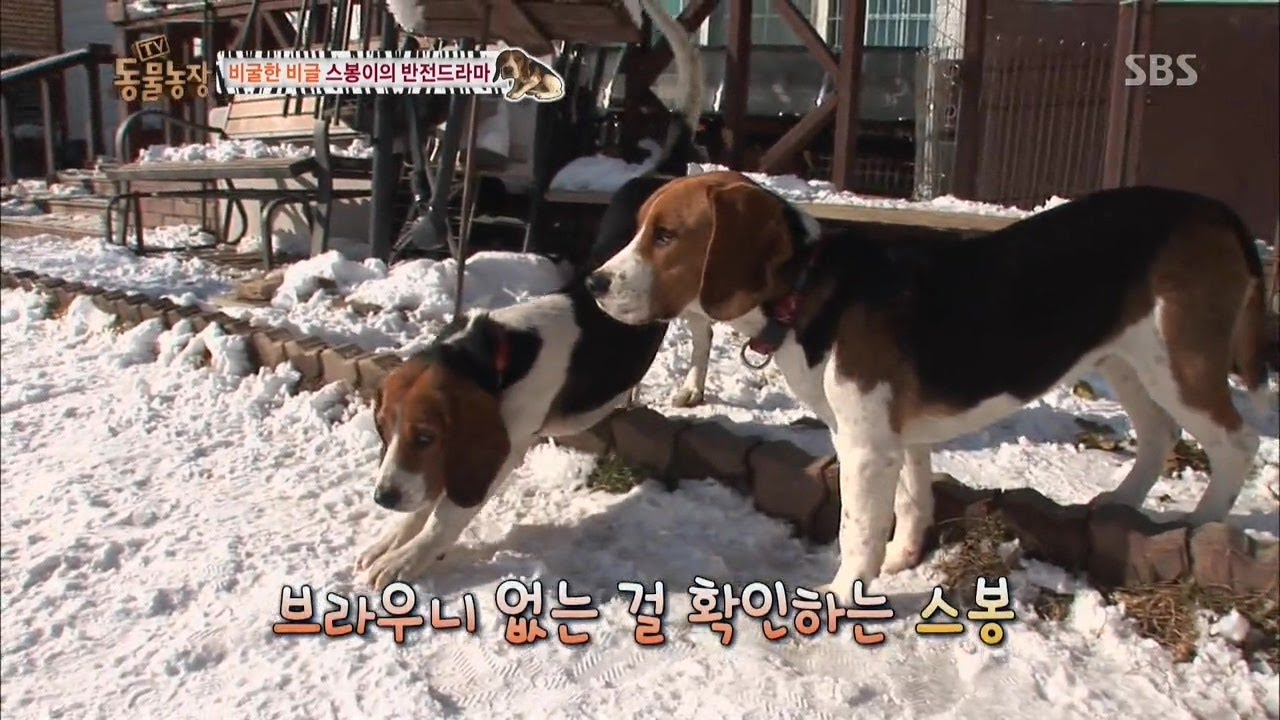 스봉이의 두 얼굴 '시청자 깜짝' @TV동물농장 140112