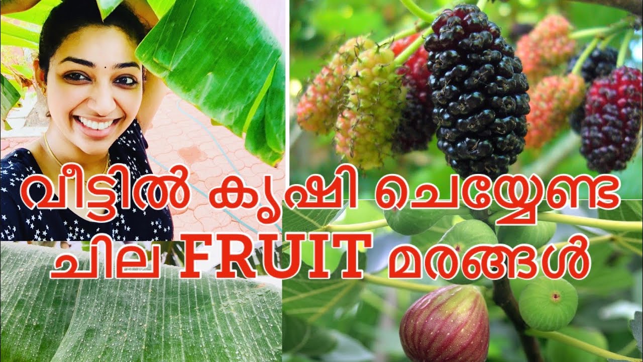 KRISHI PART 2 | MULBERRY | FIG TREE|വീട്ടിൽ കൃഷി ചെയ്യേണ്ട ചില ഇനം മരങ്ങൾ