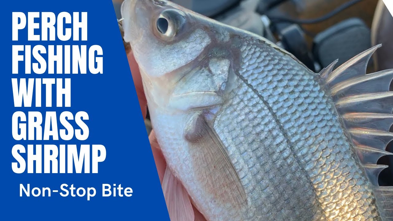Perch Fishing with Grass Shrimp