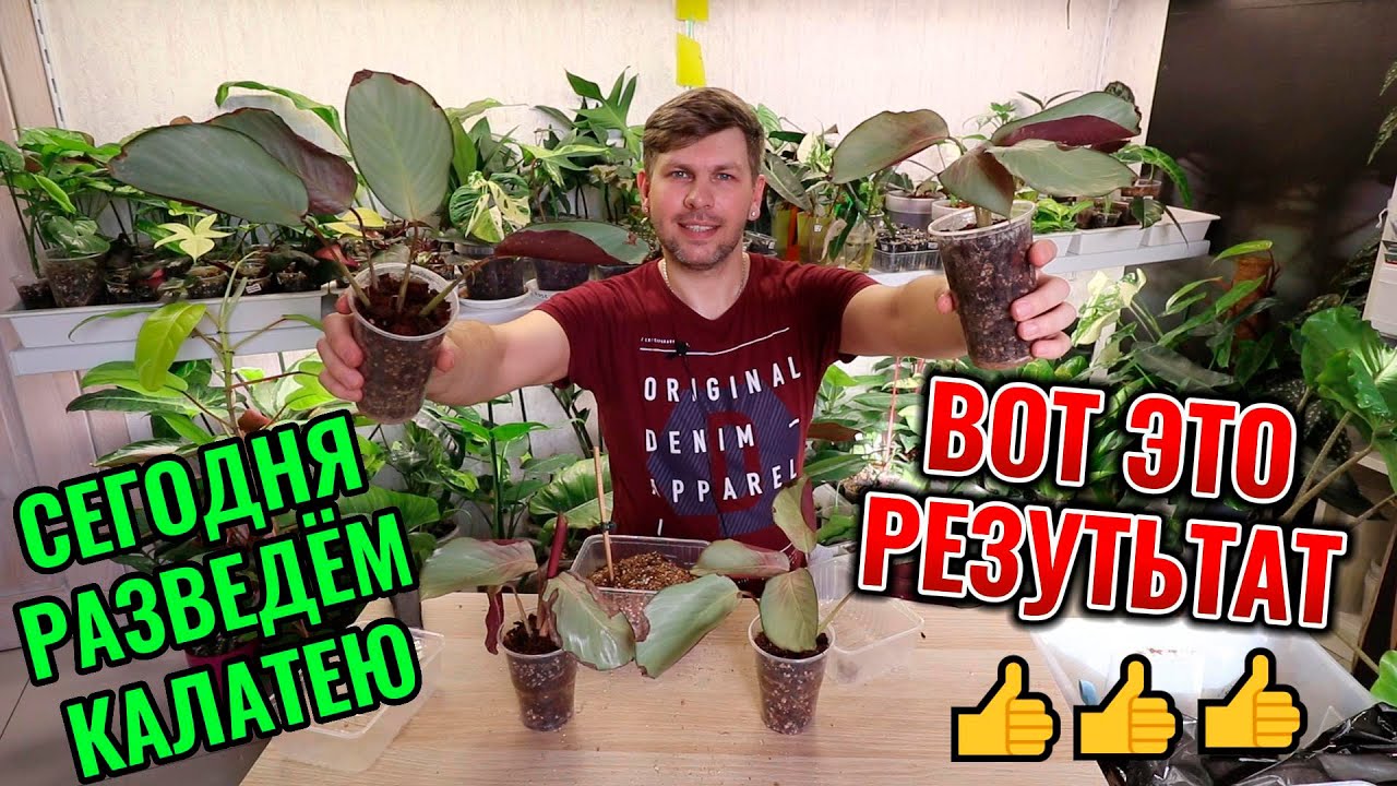 РАЗМНОЖЕНИЕ КАЛАТЕИ СИЛЬВЕР ПЛАТЕ | ВОТ ЭТО РЕЗУЛЬТАТ