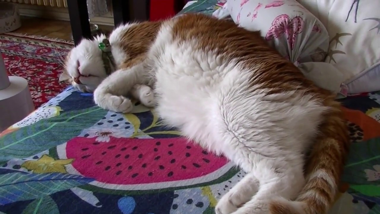 チーズ鳴きする猫　牙を出しながら夢見る様子が可愛かった！♥♥猫との会話を楽しむ動画 Conversation with a talking cat