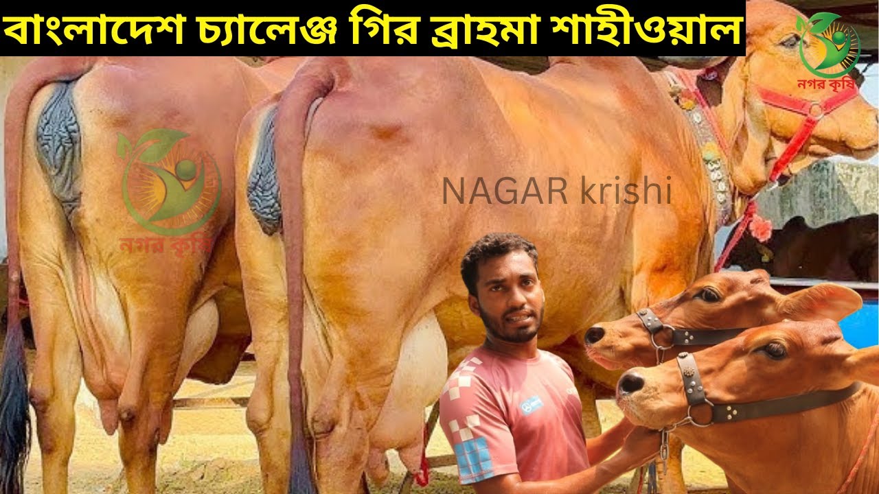 মনির ভাইয়ের বাংলাদেশ চ্যালেঞ্জ গির ব্রাহমা শাহীওয়াল ! ১৩-২৬ লেটারের মধ্যে ইন্ডিয়ান গাভী কিনুন !