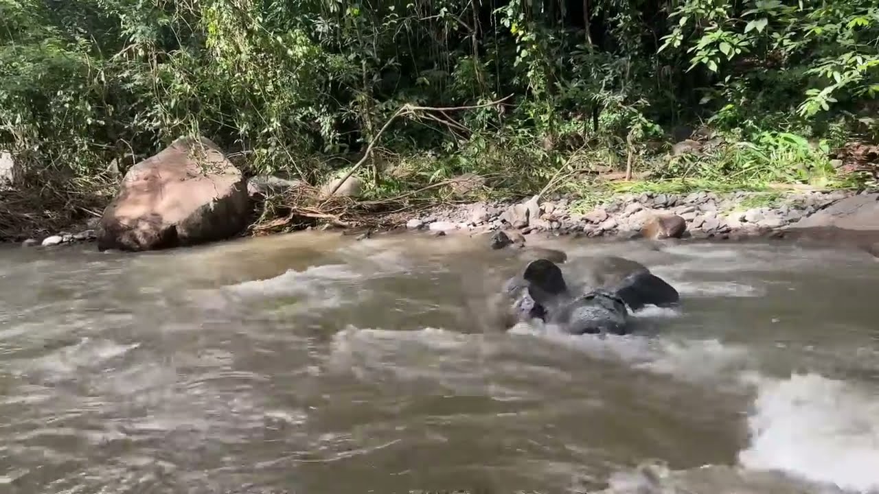 SE VINO UNA NUEVA CRECIENTE EN ESTE HERMOSO RIO🥺