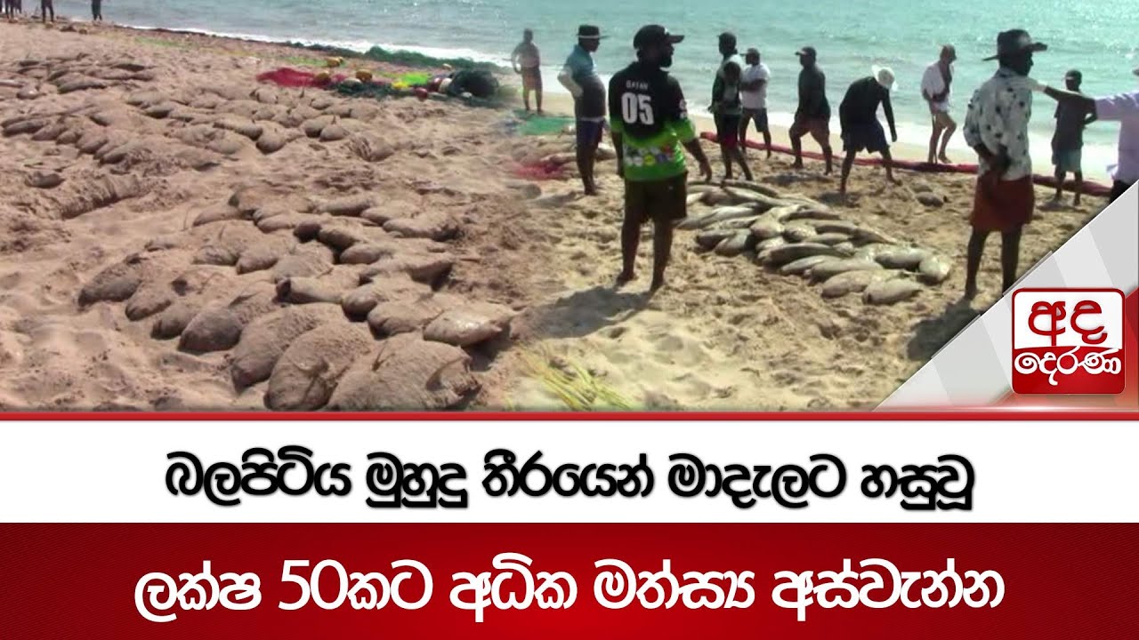 බලපිටිය මුහුදු තීරයෙන් මාදැලට හසුවූ | ලක්ෂ 50කට අධික මත්ස්‍ය අස්වැන්න | Ada Derana