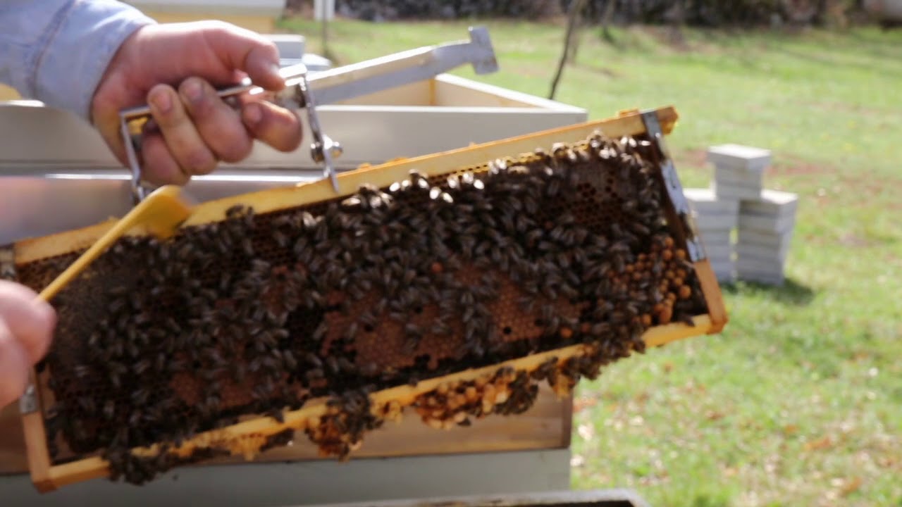 Farrar - Prvi pregled društva - First inspection of honeybee colony