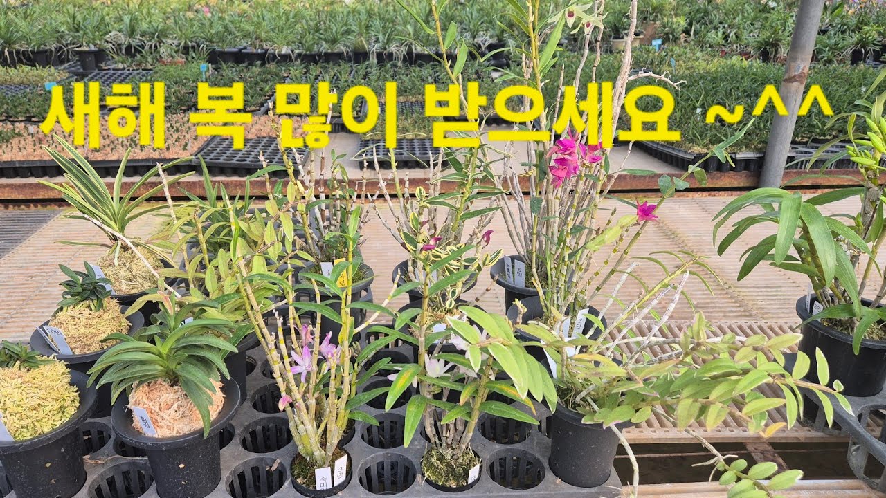 260215 녹홍설 홍비단 허니문 백록담 풍란비취 횡강 진주선복륜 