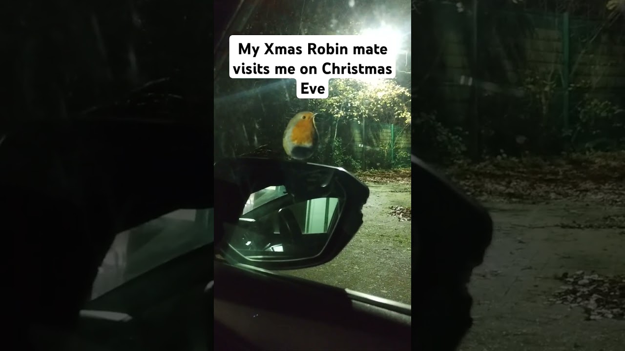 Xmas Robin visits me on Christmas Eve