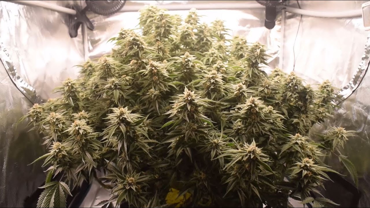 Week 7 Flower, Mars Hydro TS3000, Milk n Cookies Giant Plant Grow, 3x3 Tent