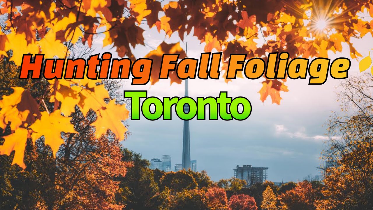 Hunting Fall Foliage in Toronto, canada 🇨🇦 🍂🍁