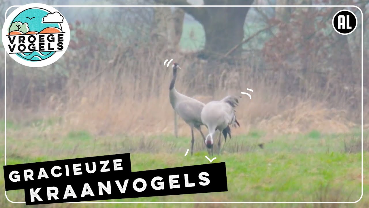 Kraanvogels van het Fochtelo&euml;rveen | TV | Vroege Vogels