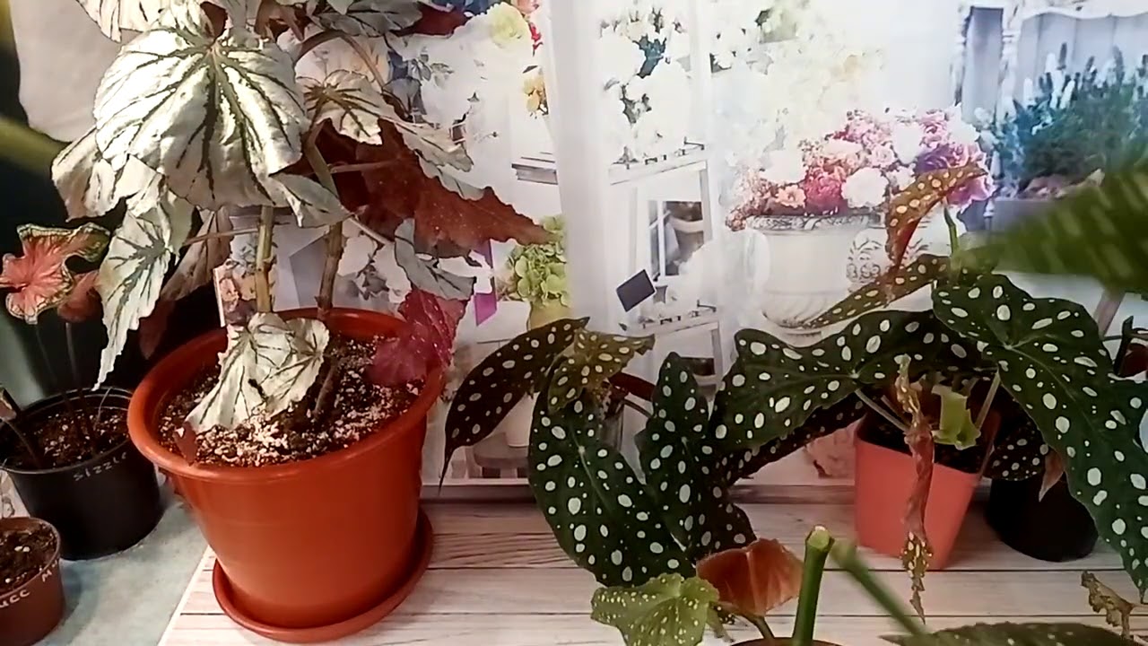 Черенкуем бегонии.
