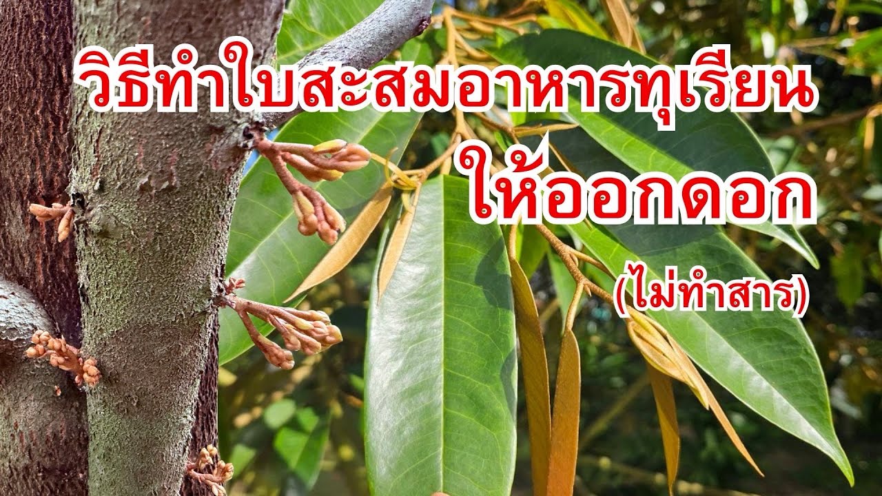 แนวทางทำใบสะสมอาหารให้ทุเรียนออกดอก (ไม่ทำสาร)