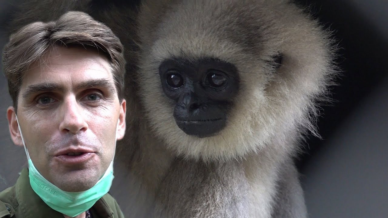 DES NOUVELLES DE FRANCKY, LE GIBBON HANDICAPÉ [Orphan baby gibbon...]