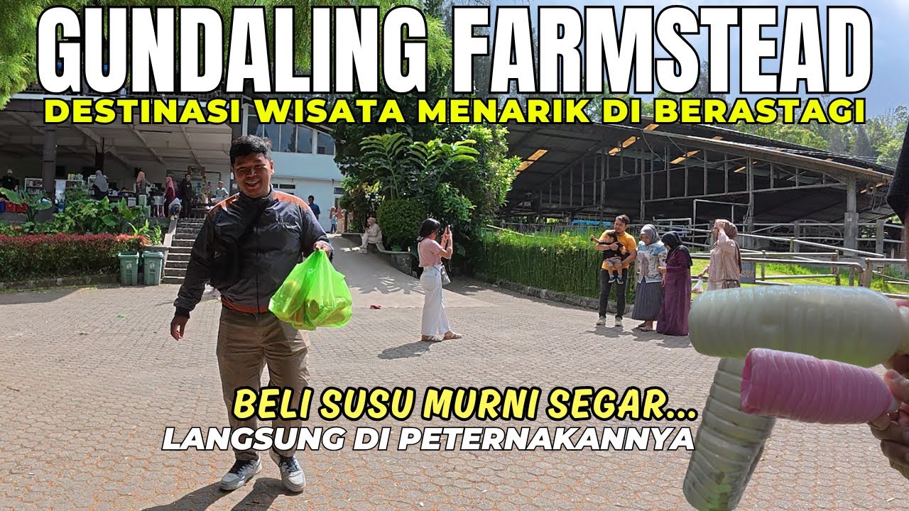 WAJIB KESINI! Gundaling Farmstead Berastagi Restoran Susu Sapi Murni Segar -Wisata Berastagi Terbaru
