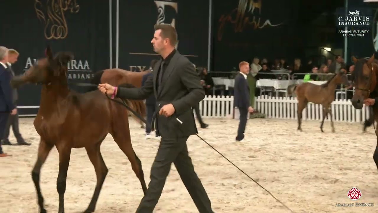 Arabian Futurity Europe 2024   Aachen   Colt Foals Championship