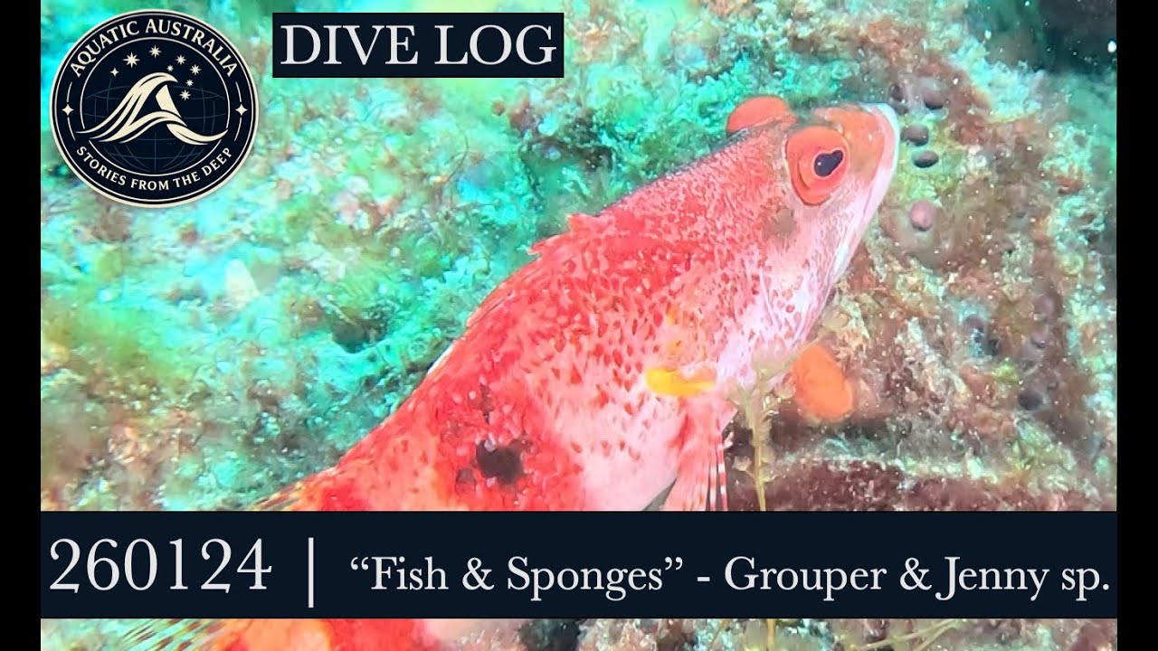 260124 | DIVE LOGS #2118-2119 - Rottnest Is. -  