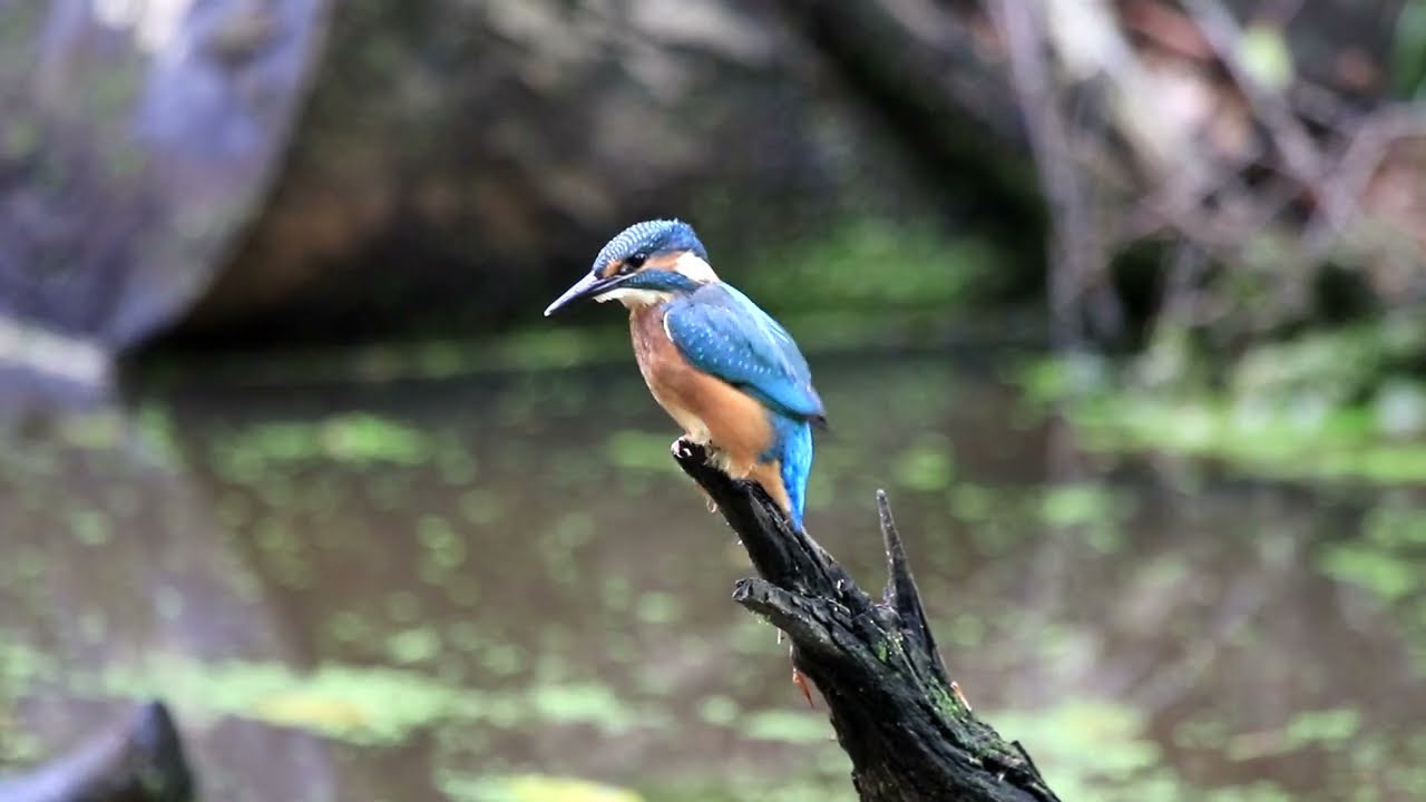 IJsvogel (Alcedo Atthis) Groot Brunink Enschede 22-5-2024