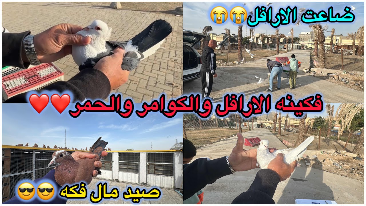 فكينه الحمر وخبطوها😭ضاعت الارافل لا☹️فتحت الحمر بل فصل😍😍😍