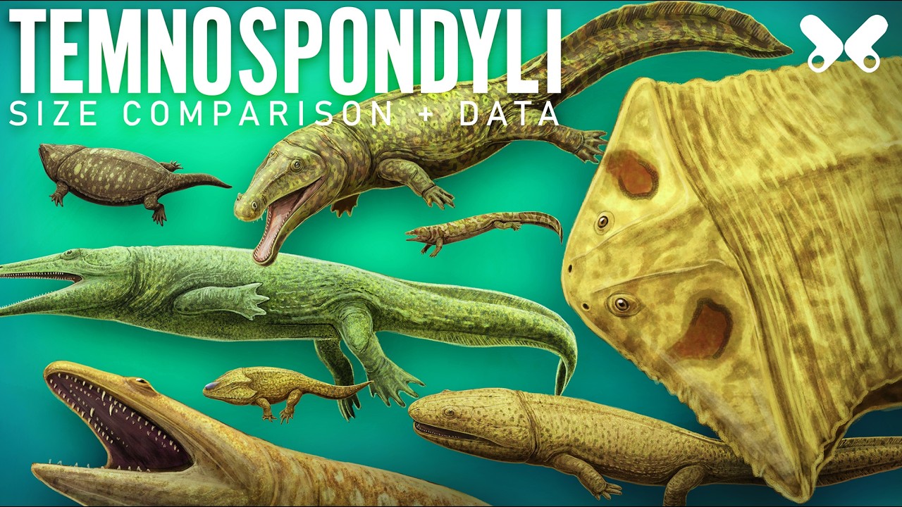 TEMNOSPONDYLI. The Giant Amphibians. Size comparison and data