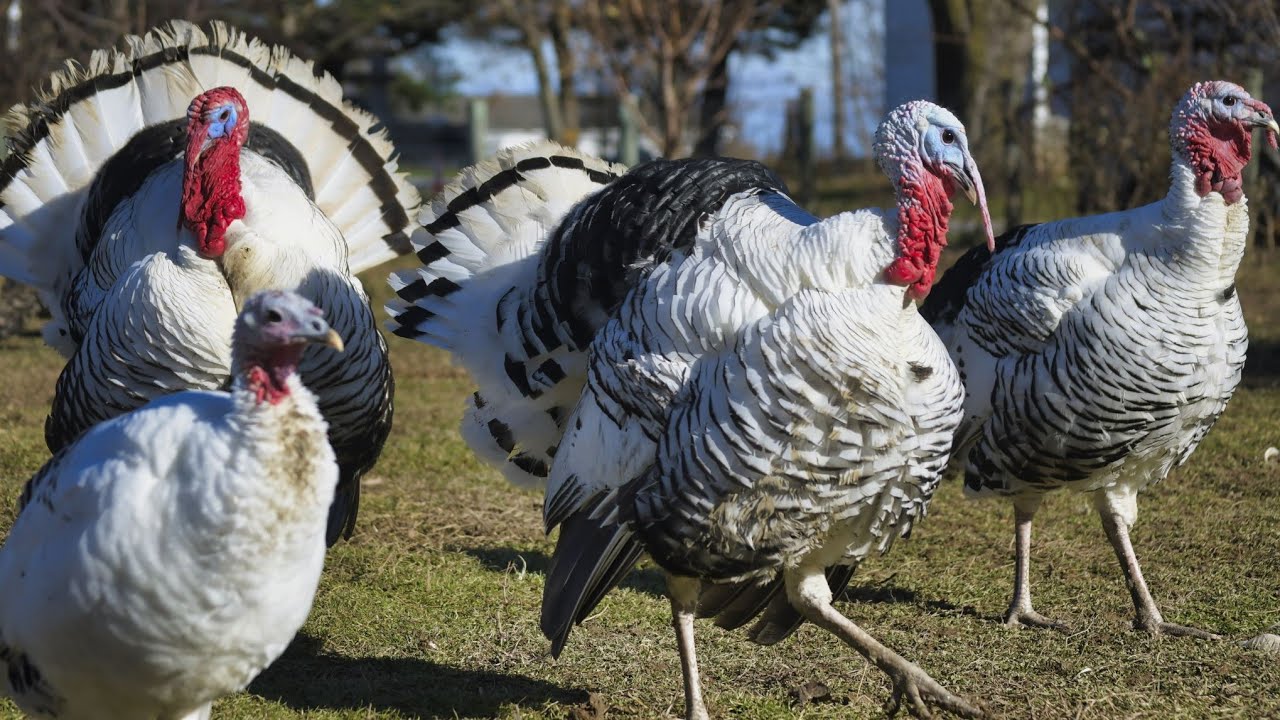 Caring for Turkeys #turkeyfarming #chicken #poultryfarming #uganda