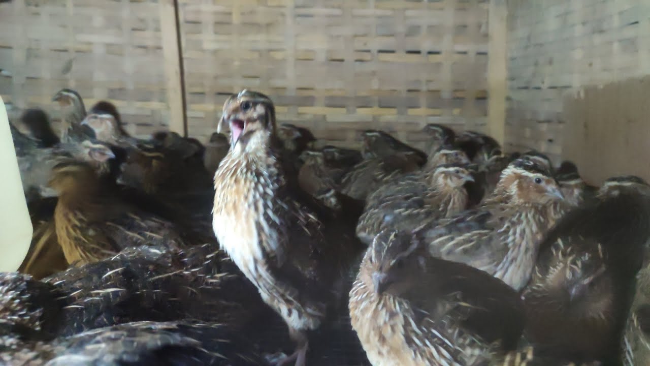 BURUNG PUYUH JANTAN (konslet) Bunyi cekeper tanpa jeda!!!!