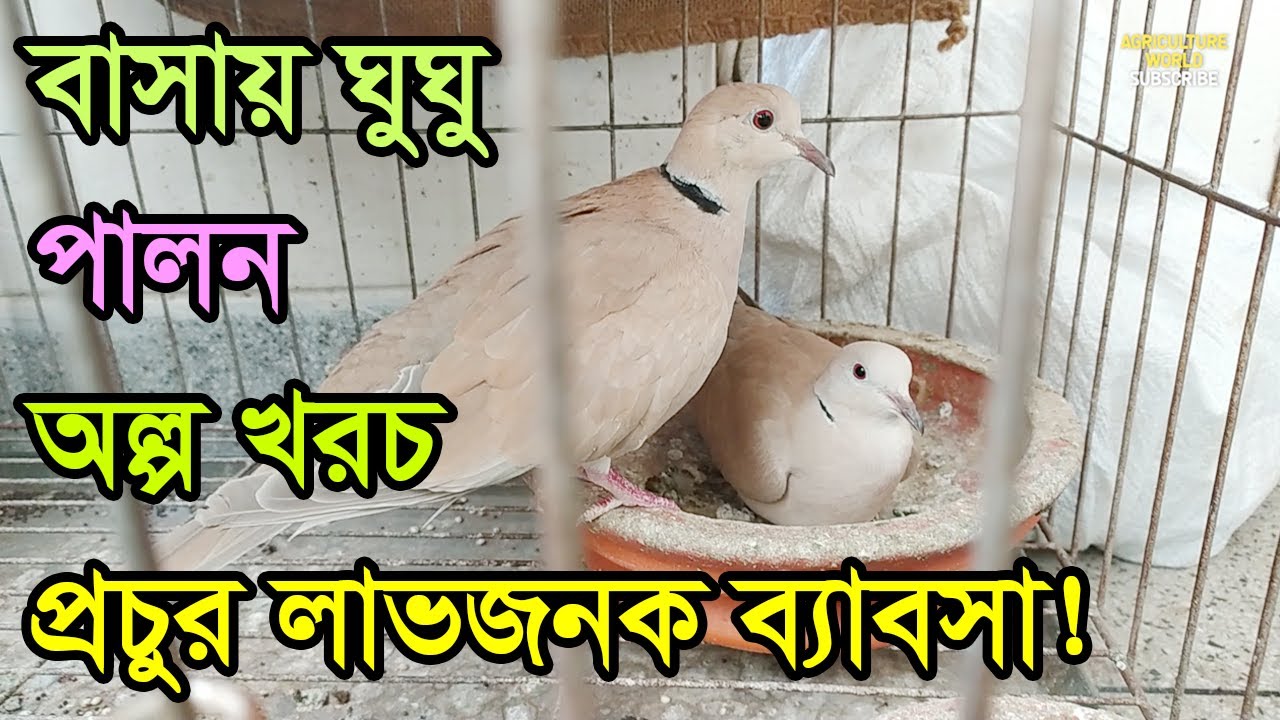 Dove Farming in House | House Dove Farm | Dove farming Business