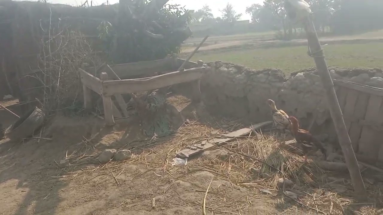video 20251127 105851