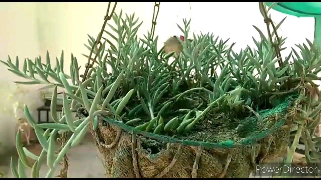String of Bananas succulent in Hanging Basket//How to grow and care