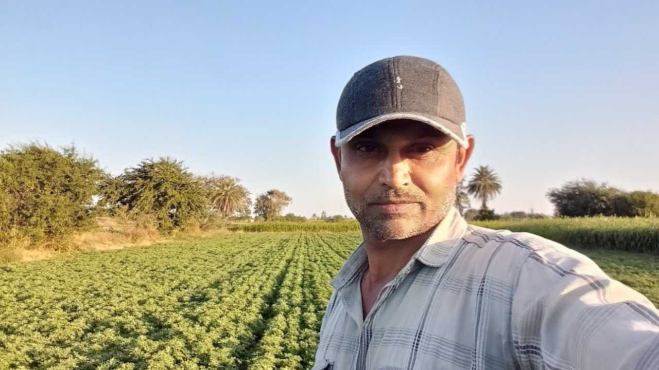 મેથી માં દવાનો પેલો સટકાવ 🌿🌿