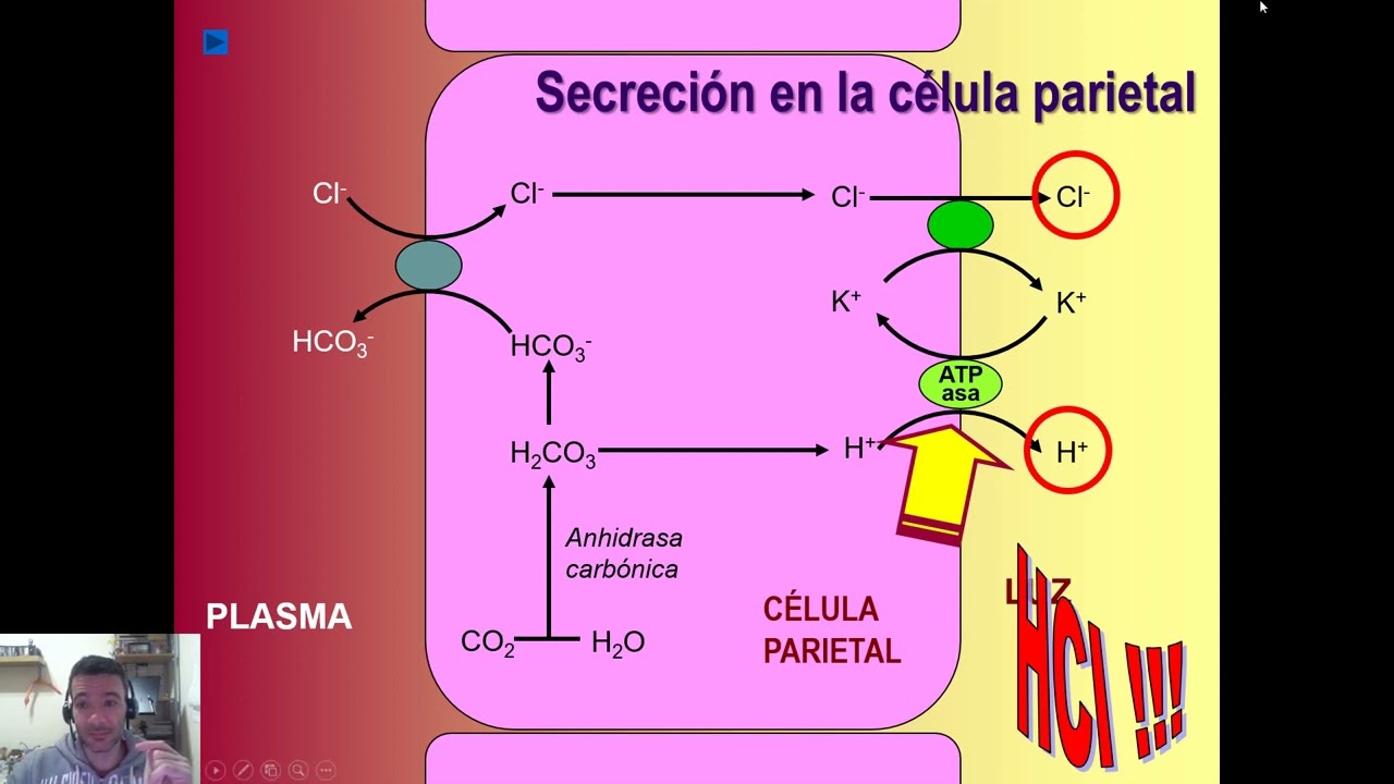 GRADO DE MEDICINA - Digestivo