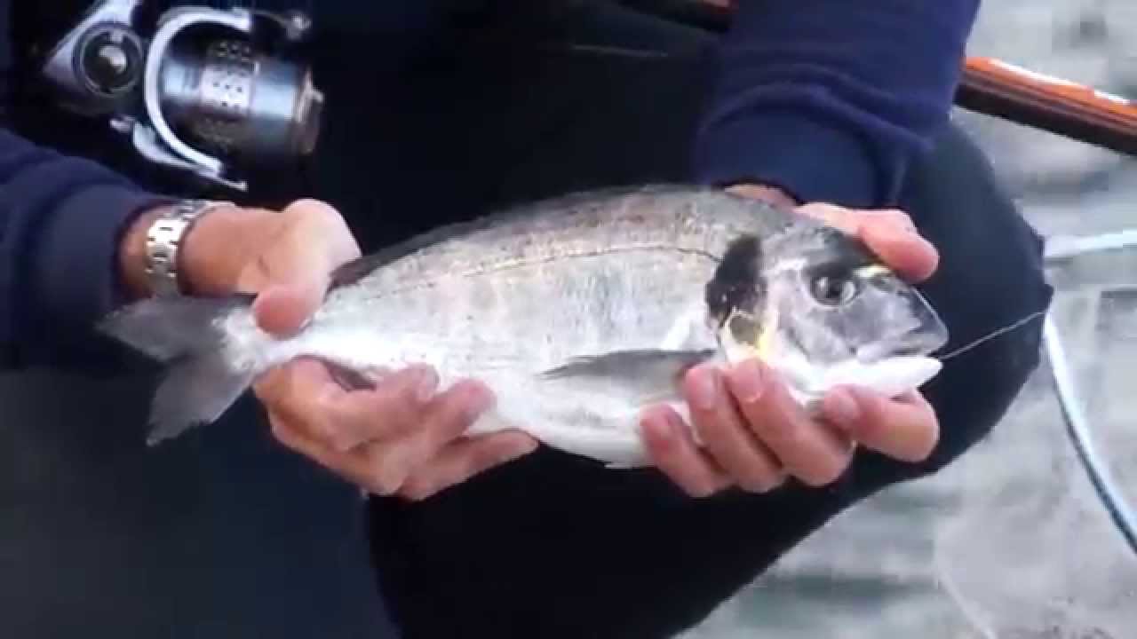 Trabucco TV - Pesca a bolognese - Le orate dell'isola Capraia - Orate a bigattini