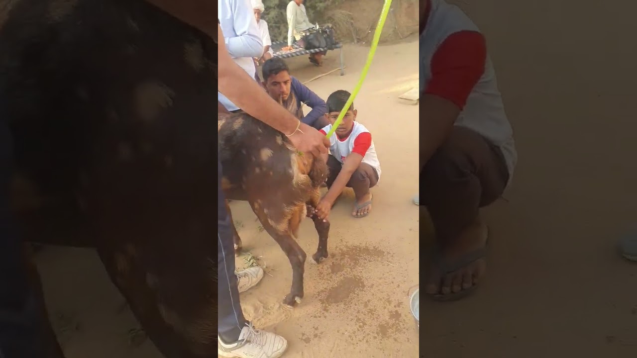 Goat Constipation Treatment