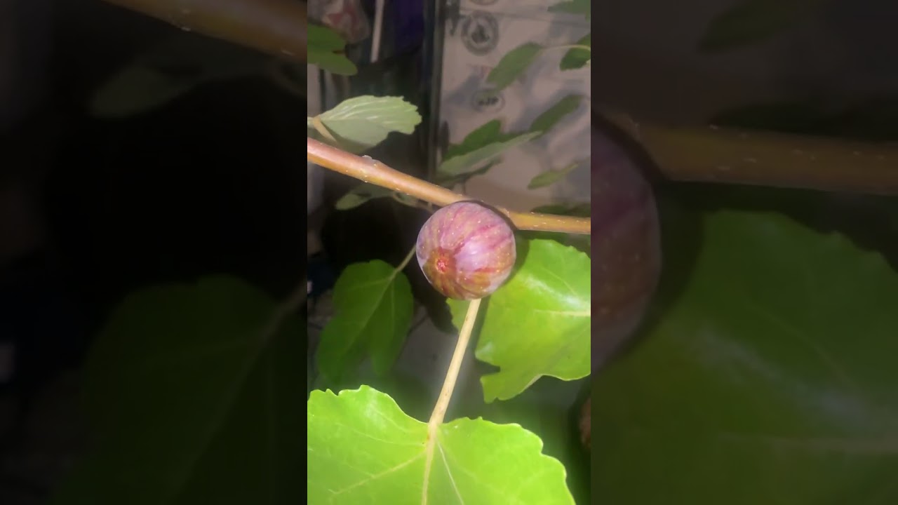 Getting late season figs to ripen