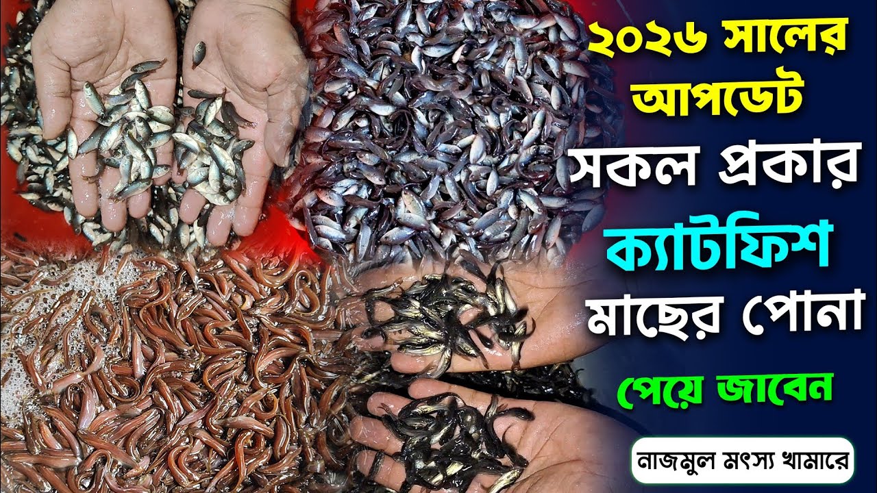 ২০২৬ সালের আপডেট শিং মাছ ভিয়েতনামি কই নোনা টেংরা মাছ সংগ্রহ করুন। 