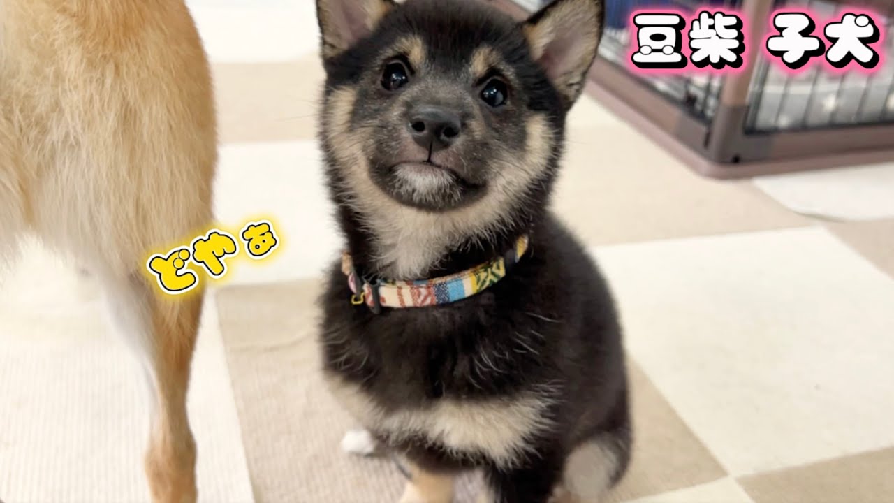 【豆柴犬】超可愛いふわふわ次女ちゃんから嬉しいご報告と初しつけ練習！るんるんクミコちゃん…“子犬と癒し”まめしば亭ブログvlog