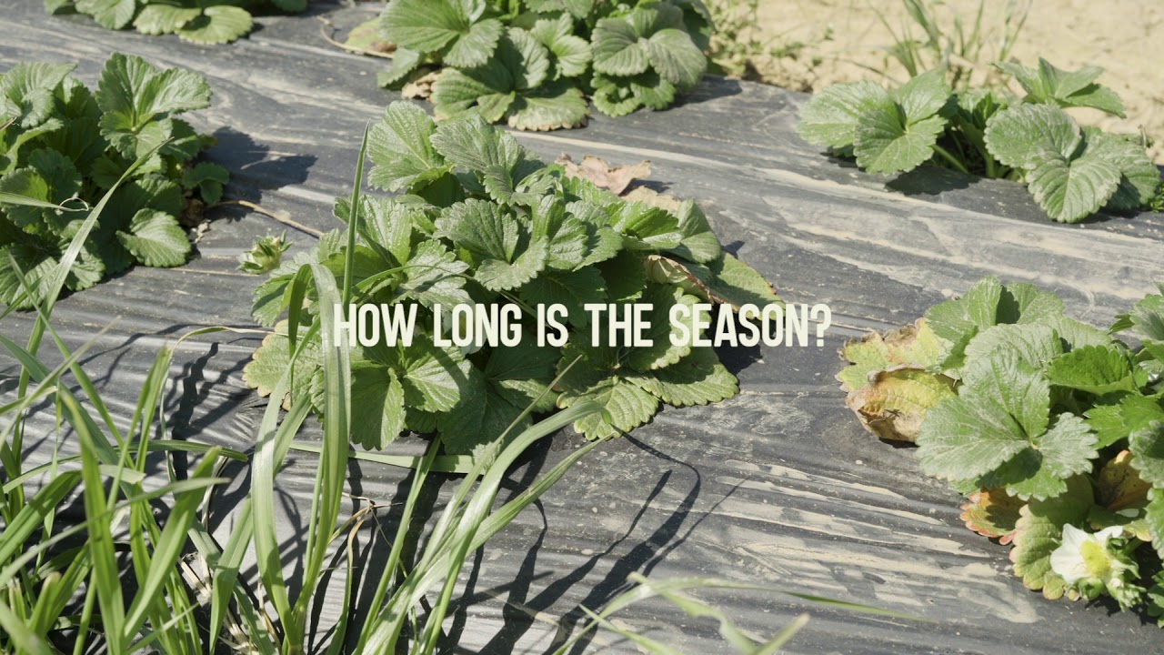 GardenStyle | Growing Strawberries