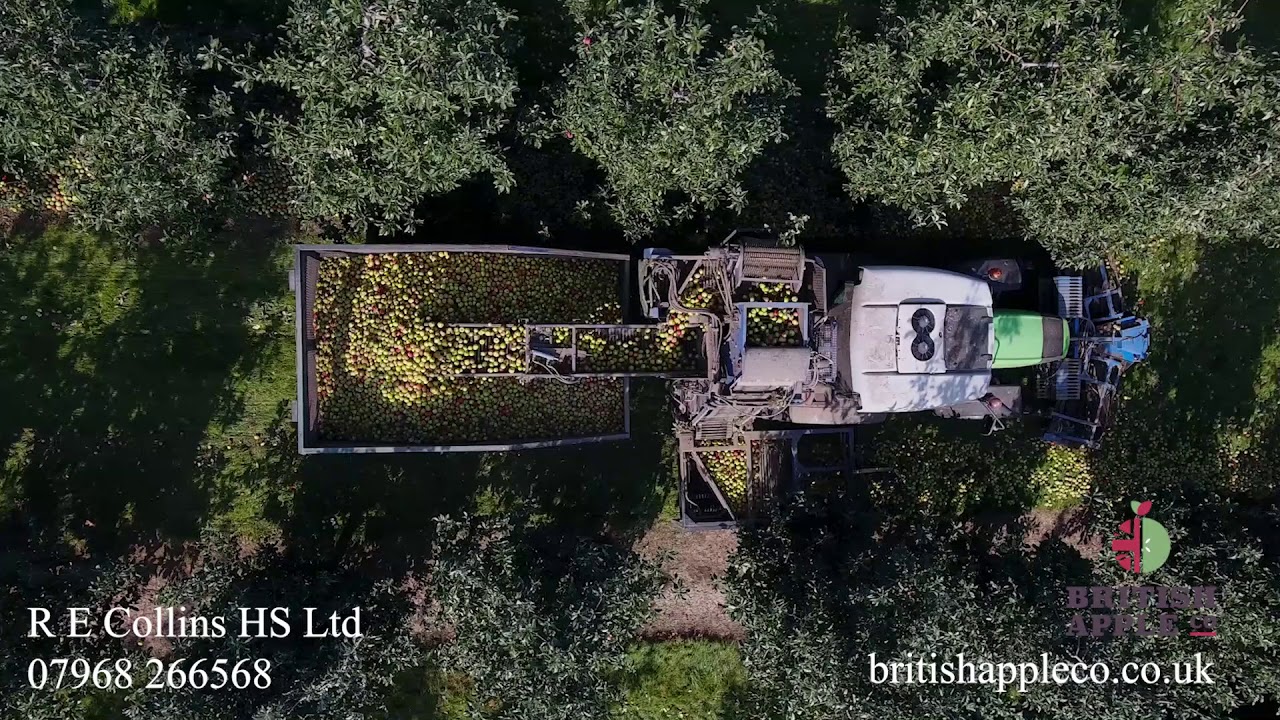 R E Collins HS Ltd | Apple Harvesting