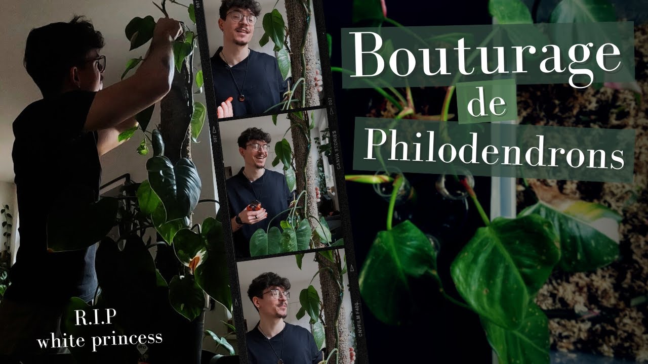 On BOUTURE des Philodendrons ! - RIP White Princess